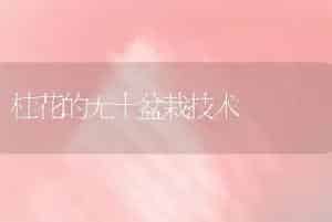 桂花的无土盆栽技术
