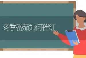 冬季番茄如何催红
