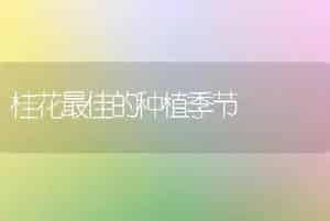 桂花最佳的种植季节
