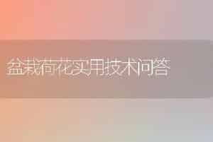 盆栽荷花实用技术问答