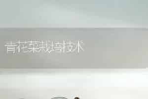 青花菜栽培技术