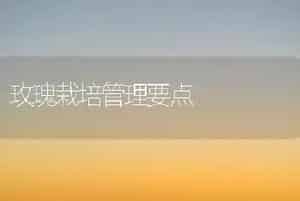玫瑰栽培管理要点