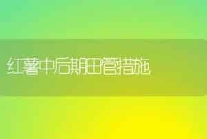 金叶女贞的栽培技术