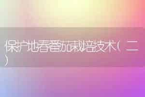 保护地春番茄栽培技术(二)