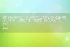 夏季高温多雨番茄防败秧严重