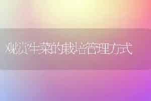 观赏生菜的栽培管理方式