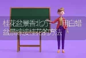 桂花盆景香北方--用白蜡盆景嫁接桂花的方法