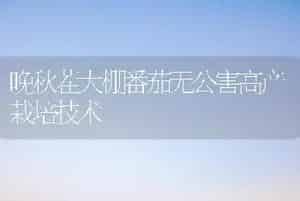晚秋茬大棚番茄无公害高产栽培技术