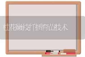 桂花嫩枝扦插育苗技术
