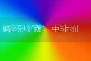 鳞茎采收保鲜：中国水仙