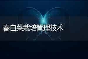 春白菜栽培管理技术