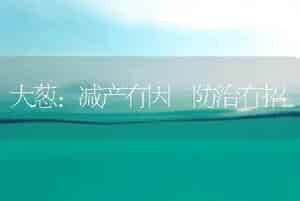 大葱：减产有因 防治有招