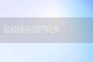 盆栽桂花促的花多