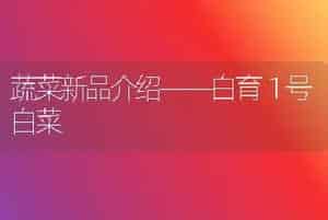 蔬菜新品介绍――白育１号白菜