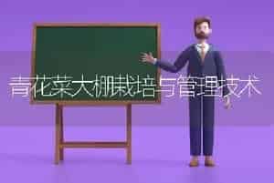 青花菜大棚栽培与管理技术