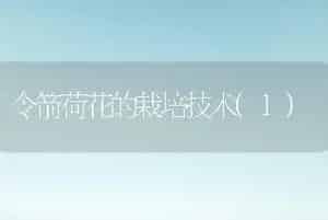 令箭荷花的栽培技术(1)