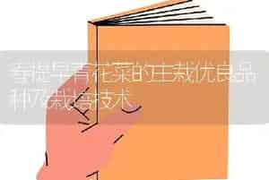 春提早青花菜的主栽优良品种及栽培技术