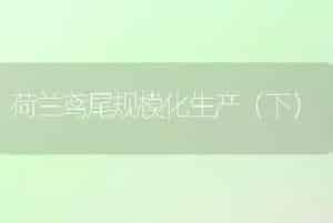 荷兰鸢尾规模化生产（下）