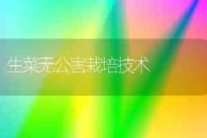 生菜无公害栽培技术