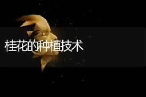 桂花的种植技术