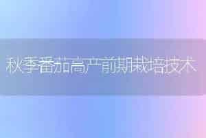 秋季番茄高产前期栽培技术