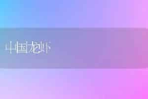 中国龙虾