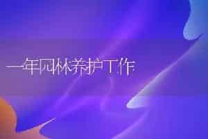 女贞四季价值用途