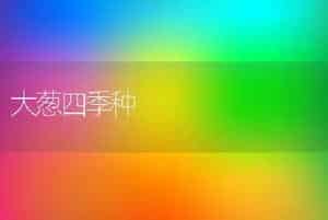 大葱四季种