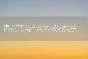 青花菜高产高效栽培技法