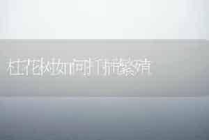 桂花树如何扦插繁殖