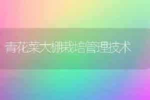 青花菜大棚栽培管理技术