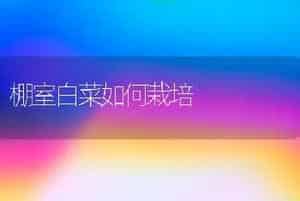 棚室白菜如何栽培