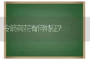 令箭荷花有何特征？