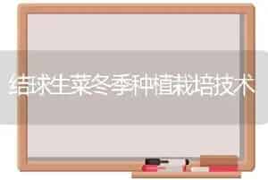结球生菜冬季种植栽培技术
