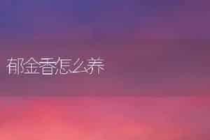 郁金香怎么养