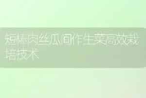 短棒肉丝瓜间作生菜高效栽培技术
