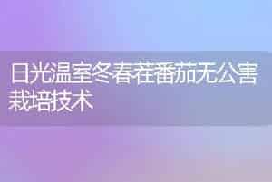 日光温室冬春茬番茄无公害栽培技术