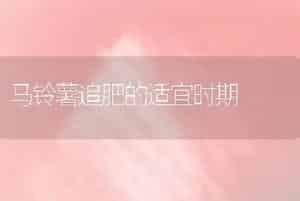 介绍生菜制种高产的栽培技术