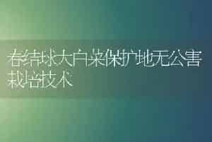 春结球大白菜保护地无公害栽培技术