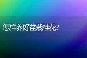 怎样养好盆栽桂花?