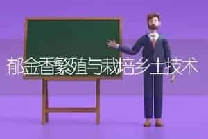 郁金香繁殖与栽培乡土技术