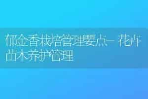 郁金香栽培管理要点-花卉苗木养护管理