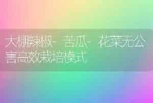 大棚辣椒-苦瓜-花菜无公害高效栽培模式