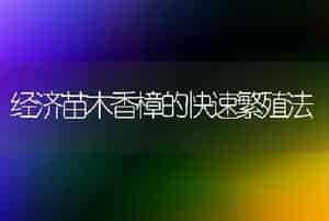 金叶女贞如何管理?