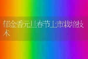 郁金香元旦春节上市栽培技术