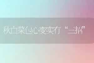 秋白菜包心变实有“三招”