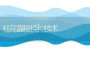 桂花靠接换种技术