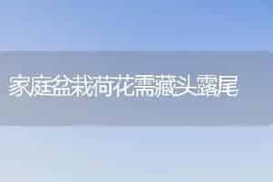 家庭盆栽荷花需藏头露尾