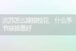 流苏怎么嫁接桂花 什么季节嫁接最好