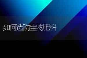 绿玉青花菜70天